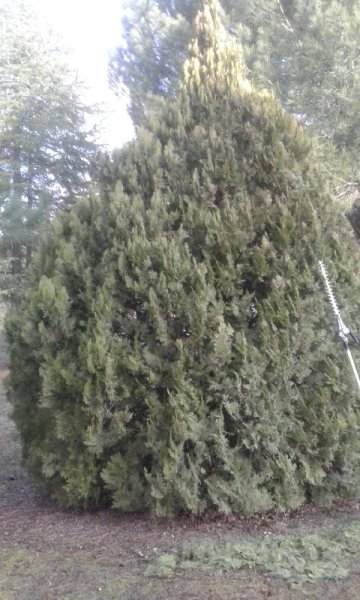 Resized_20190131_091034 (1)